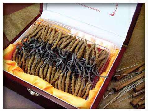 双鸭山冬虫夏草回收